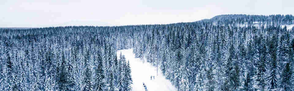 Flera skidåkare tävlar på längdskidor i skogen 