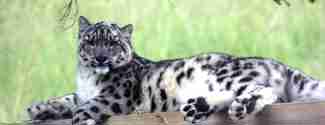 Snöleopard vilar på en höjd i Orsa Rovdjurspark