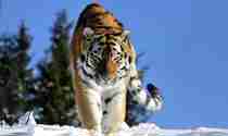 Tiger som går i snön