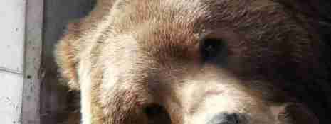 Kodiakbjörn som vilar i Orsa Rovdjurspark