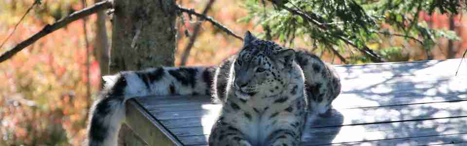 Snöleopard vilar i skuggan Orsa Rovdjurspark