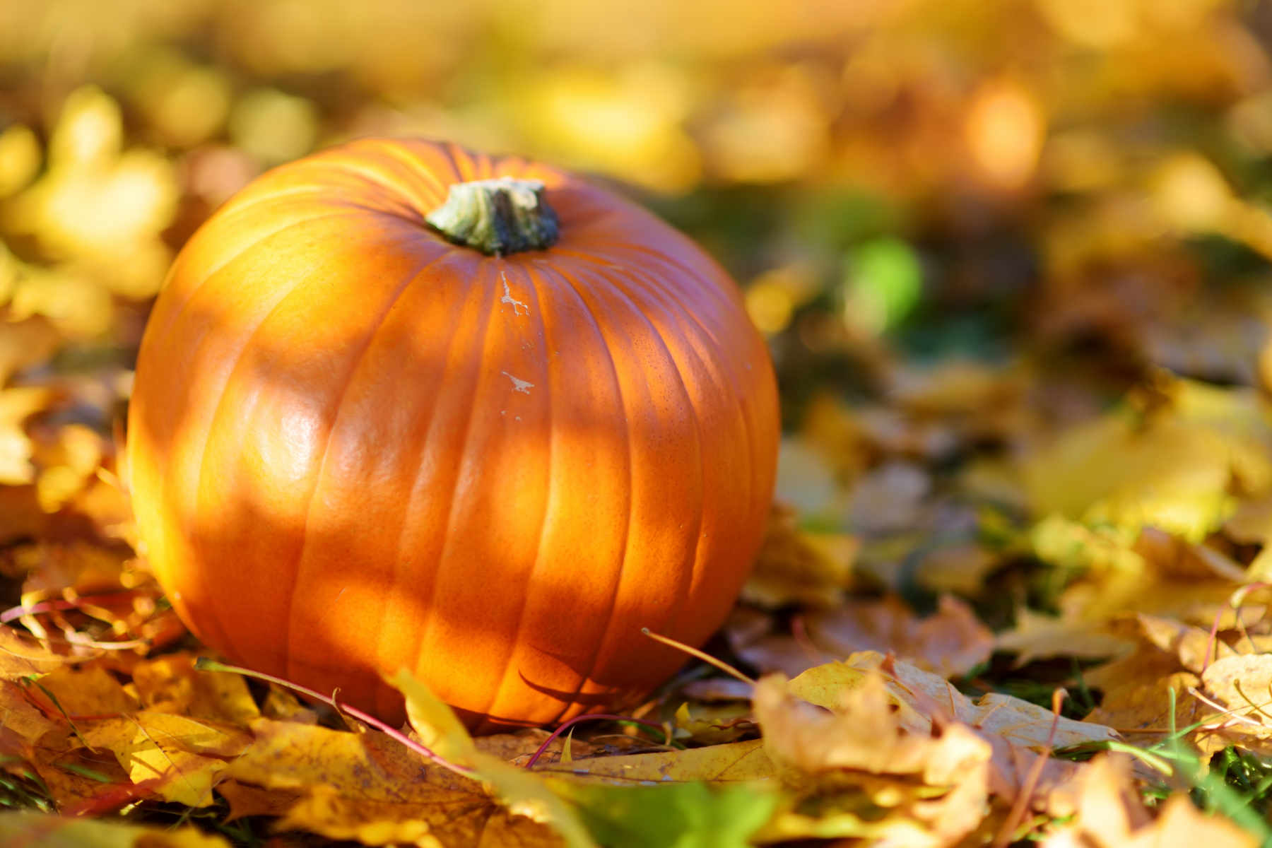 22791770 Big Orange Pumpkin Laying On The Ground Covered With