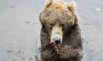 Kodiakbjörn äter apelsin och badar i vattnet Orsa Rovdjurspark