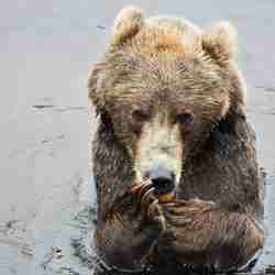 Kodiakbjörn äter apelsin och badar i vattnet Orsa Rovdjurspark