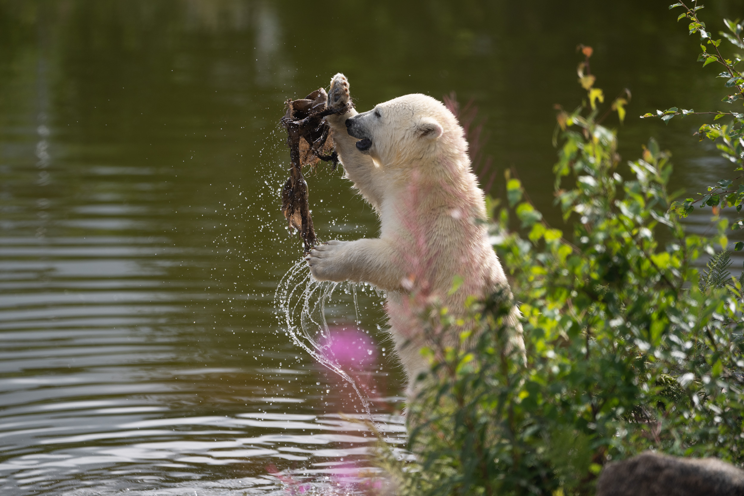 Isbjörnsunge leker i vattnet på Orsa Rovdjurspark i Orsa Grönklitt