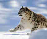 Snöleopard springer i snön