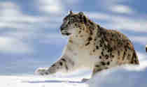 Snöleopard springer i snön