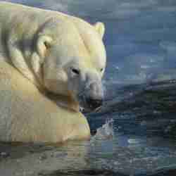 Isbjörn badar isvak i Orsa Rovdjurspark