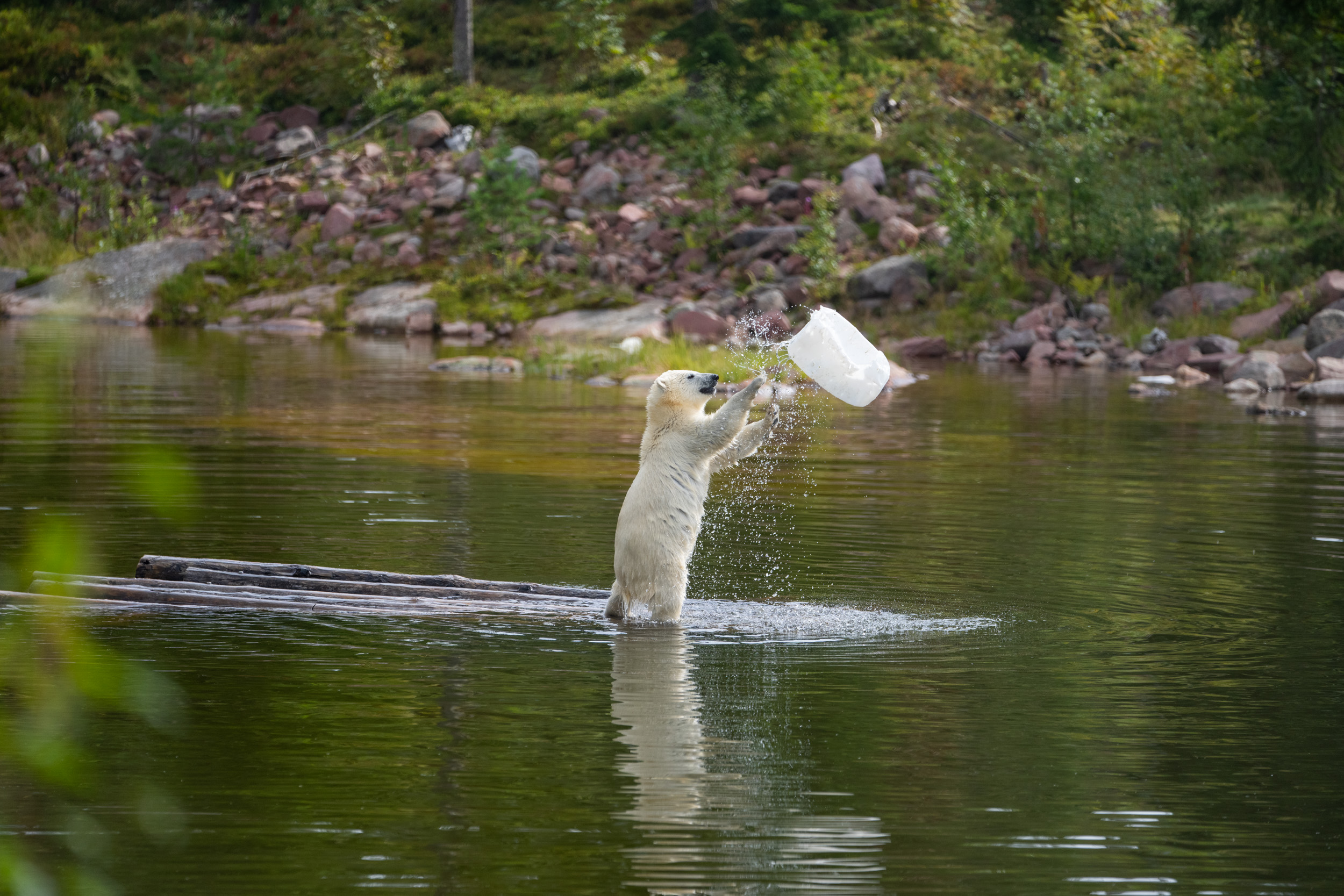 Isbjörnsunge som leker i vattnet på Orsa Rovdjurspark