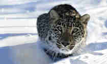 Leopard i snön