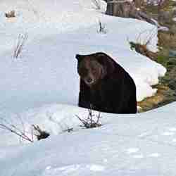 Brunbjörn pulsar i snön i Orsa Rovdjurspark