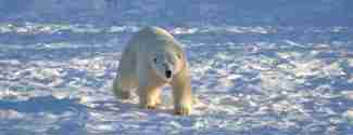 Isbjörn i Orsa Rovdjurspark under vintern