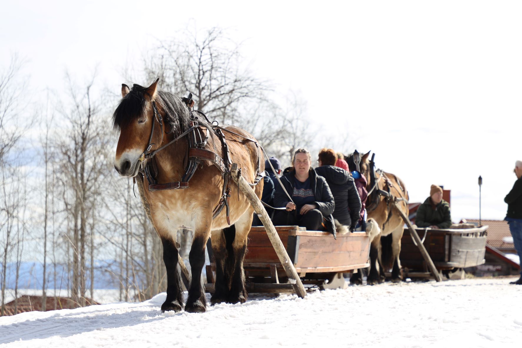 Häst och släde som drar gäster till Fryksås för våffeltur i Orsa Grönklitt