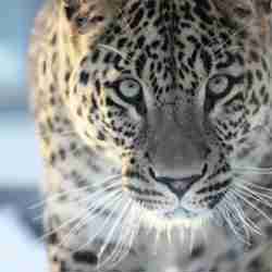 Närbild på en persisk leopard i Orsa Rovdjurspark