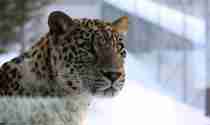Leopard Orsa Rovdjurspark