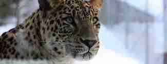 Leopard Orsa Rovdjurspark