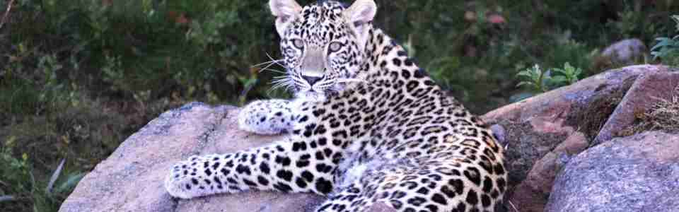 Persisk leopard i Orsa Rovdjurspark 