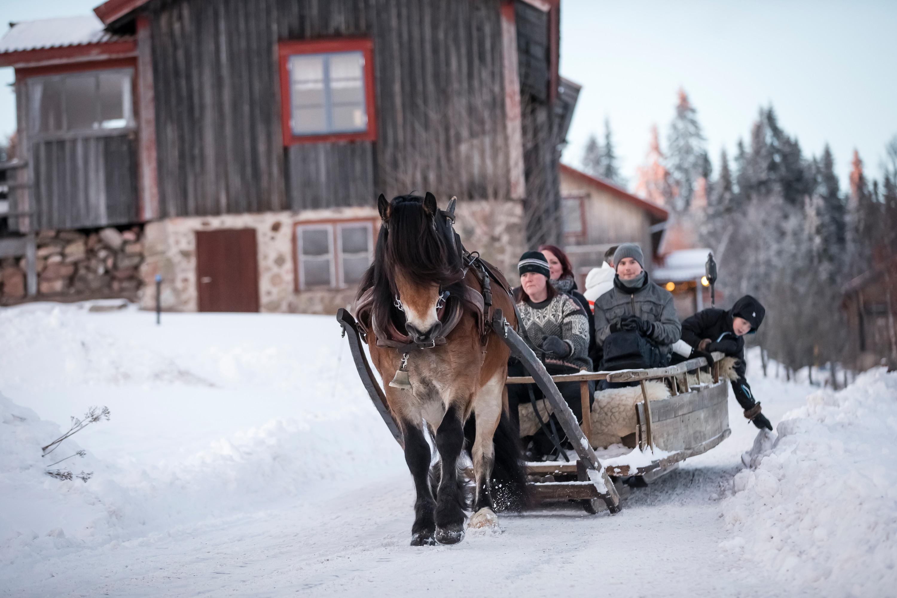 En häst drar en släde i snön med fem personer i 