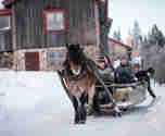 En häst drar en släde i snön med fem personer i 