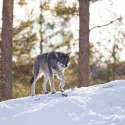 En varg går på skaren i skogen i Orsa Rovdjurspark