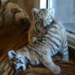 Två tigerungar födda i Orsa Rovdjurspark busar med varandra på sin mammas rygg. 
