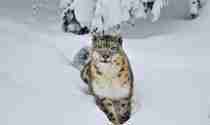 Närbild på snöleopard som pulsar i snö i Orsa Rovdjurspark
