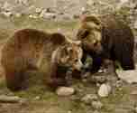 Två brunbjörnar som leker i Orsa Rovdjurspark