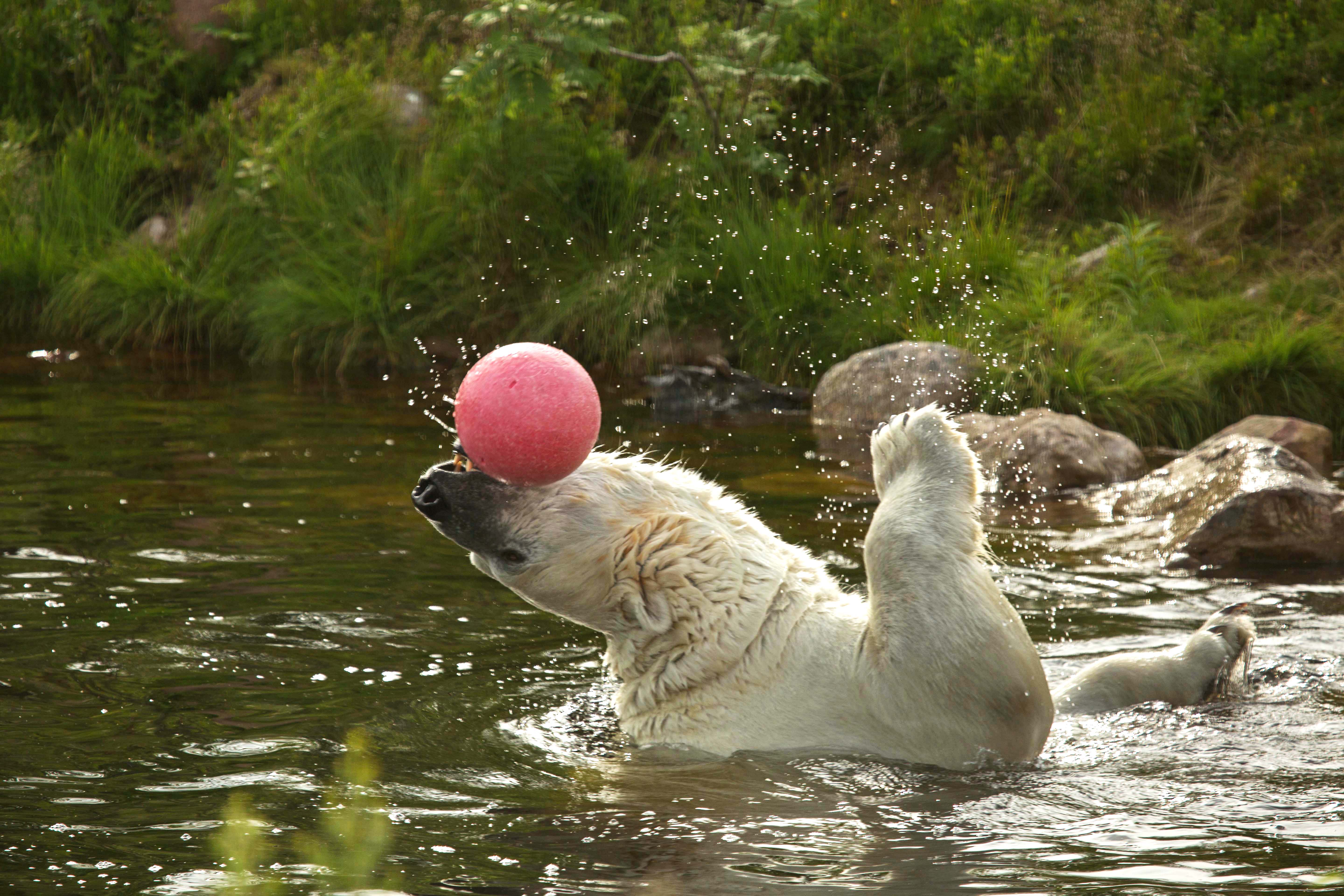 Isbjörn leker med röd boll i vattnet i Orsa Rovdjurspark