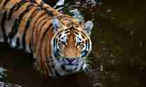 Tigers som badar Orsa Rovdjurspark