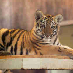 Tigerunge uppfödd i Orsa Rovdjurspark ligger ner och tittar in i kameran. 