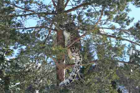En snöleopard har klättrat upp i ett träd i Orsa Rovdjurspark