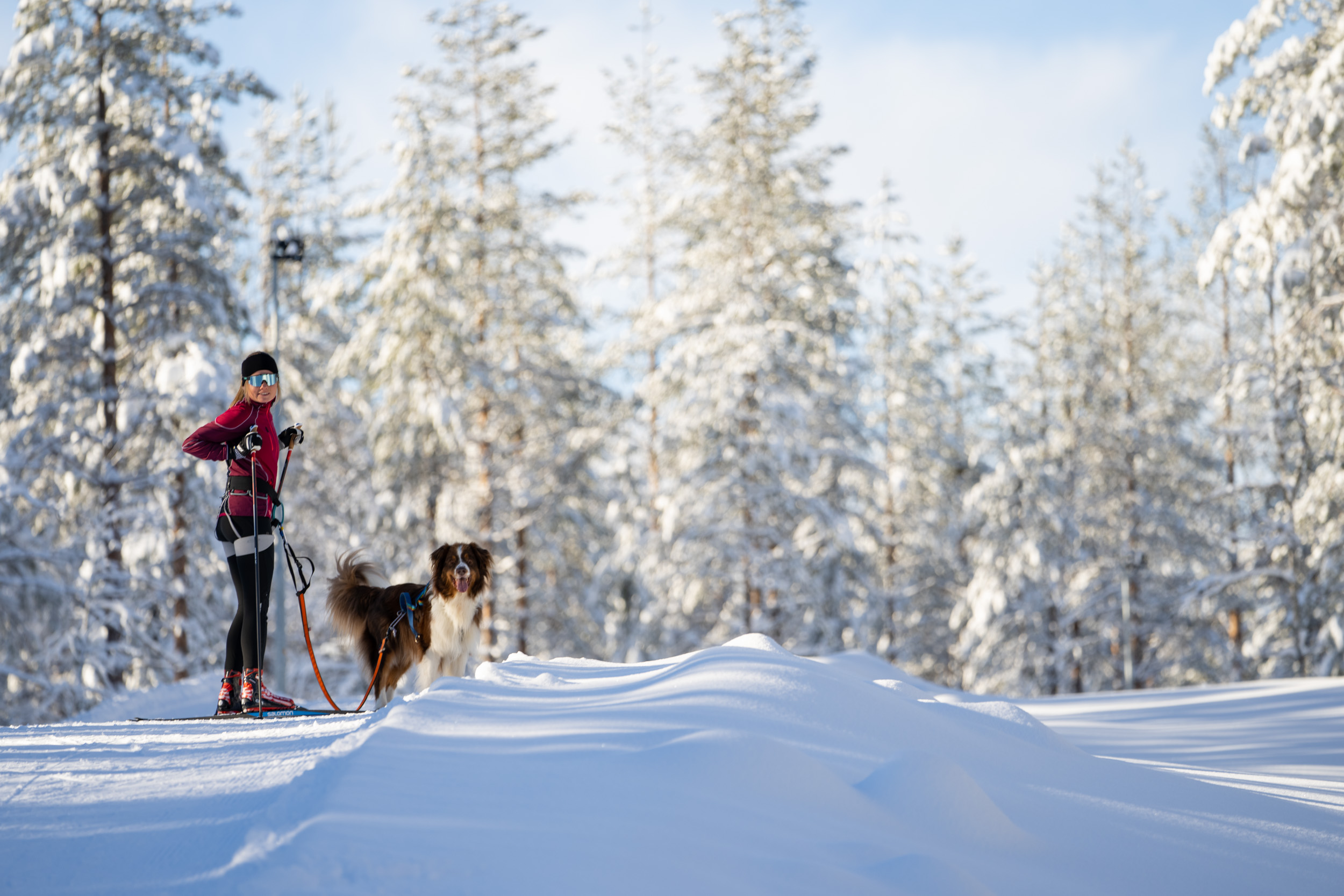 Kvinlig längdåkare med hund i Hundspåret i Orsa Grönklitt