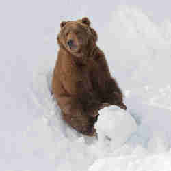 Kodiakbjörn med snöboll i Orsa Rovdjurspark