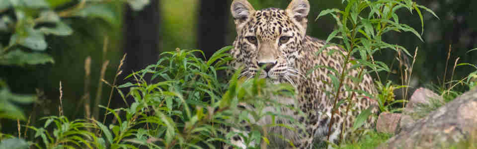 Persisk leopard i Orsa Rovdjurspark 